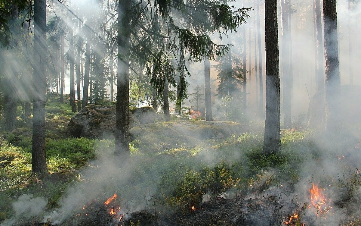 Die Waldbrandgefahr ist hoch im Sommer Die Waldbrandgefahr ist hoch im Sommer